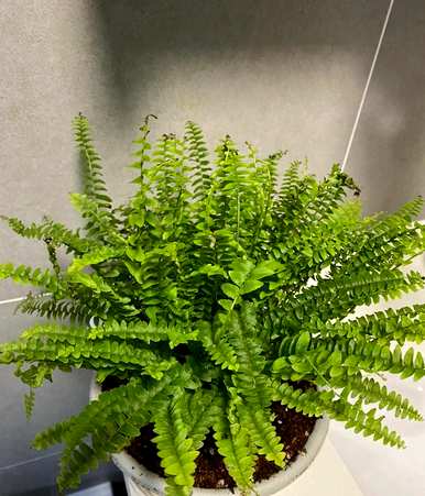 室内吸甲醛的绿色植物有哪些？室内绿色植物吸甲醛哪个好？