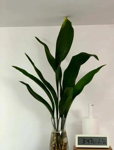 室内吸甲醛的绿色植物有哪些？室内绿色植物吸甲醛哪个好？