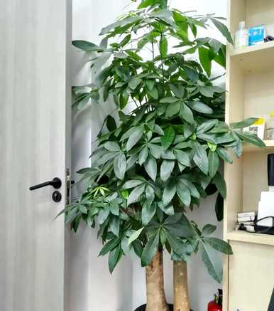 室内吸甲醛的绿色植物有哪些？室内绿色植物吸甲醛哪个好？