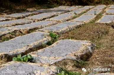 天麻适合种植什么环境？种植天麻种子技术视频