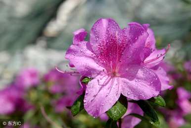 如何挽救杜鹃花枯萎，如何治疗杜鹃花枯萎