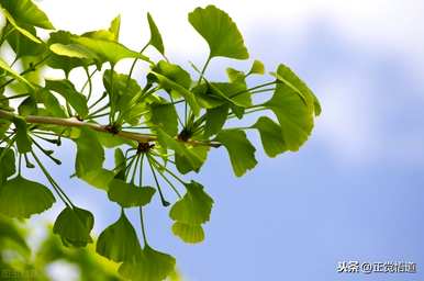 种植绿树品种，绿树品种有哪些？