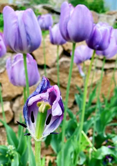 什么是红色郁金香花语，什么是红色郁金香花语？