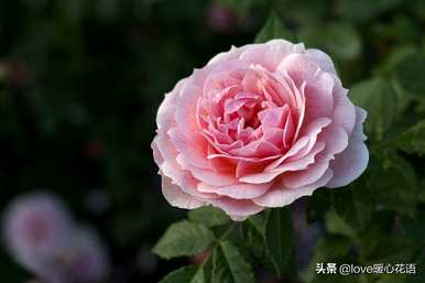 月季花语是什么，月季花语有趣