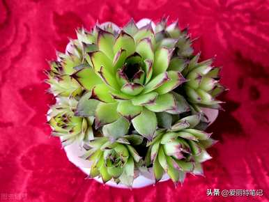 观音莲花的花语是什么，观音莲花代表什么？