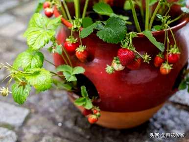 什么适合阳台种草莓，什么土适合阳台种草莓？