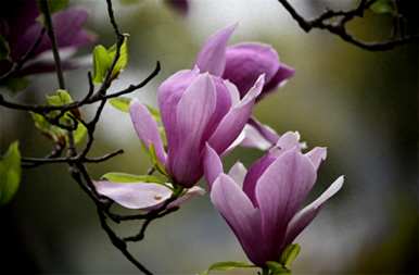 兰花什么季节开花，什么季节施肥，兰花什么季节开花