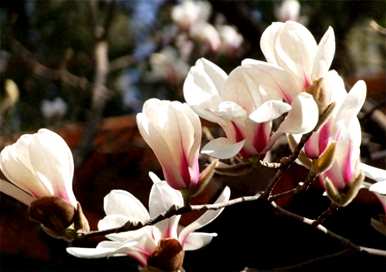 兰花什么季节开花，什么季节施肥，兰花什么季节开花