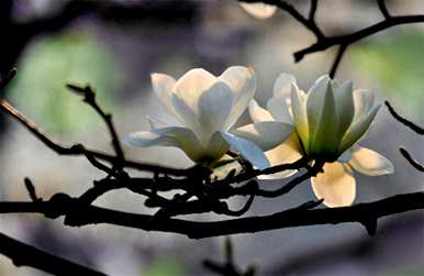 兰花什么季节开花，什么季节施肥，兰花什么季节开花