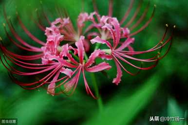 秋花有哪些，秋花有哪些品种？