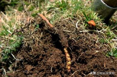 新疆能种虫草花吗？最好种什么样的虫草花？