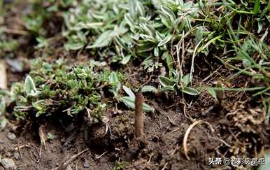 新疆能种虫草花吗？最好种什么样的虫草花？