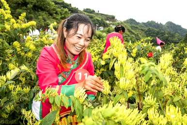 金银花怎么养才能更旺盛，金银花怎么养才能更旺盛？