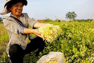 如何培育中国金银花种苗？