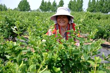 如何培育中国金银花种苗？