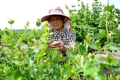 如何培育中国金银花种苗？