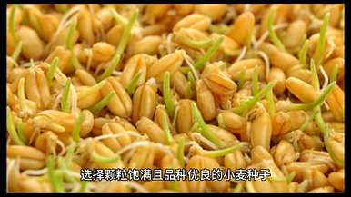 张银平小麦种植管理讲座视频、小麦种植技术与管理