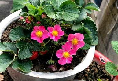 如何种植室内草莓，如何种植室内草莓