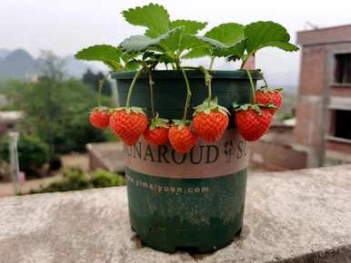 如何种植室内草莓，如何种植室内草莓