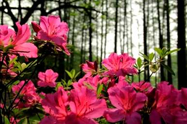 杜鹃花怎么种才能活，百合杜鹃花怎么养？