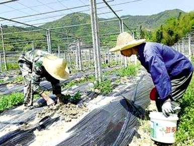 百香果种植几年可以结果，百香果盆栽种植多少枝芽结果