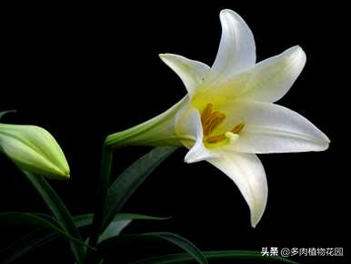 香水百合花怎么养好开花，香水百合花谢了还会再开吗？