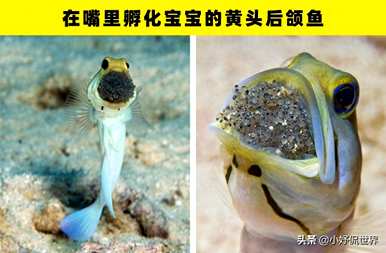 动物繁殖的方式有哪些？生物繁殖的方式有哪些？