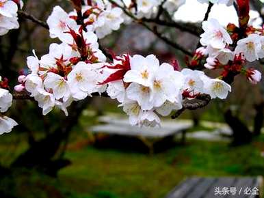 如何种植樱花树？