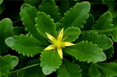 丝芙蓉花繁殖，草芙蓉花如何繁殖