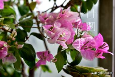 11月开什么花，月开什么花？