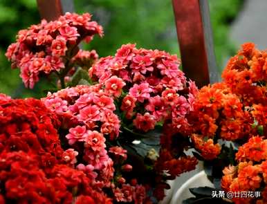 11月开什么花，月开什么花？