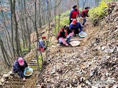 湖北天麻种植基地，天麻种植技术如何？