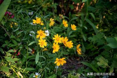 何时播种硫华菊最好，大面积播种硫华菊？