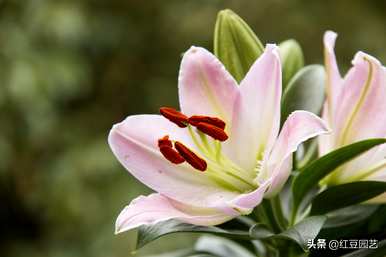 土培香水百合怎么不开花，香水百合怎么养才能开花？