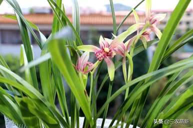 最香的兰花品种有几种，兰花回忆荷是什么品种？