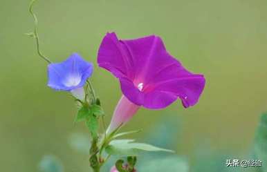 牵牛花的花语用数字表示，牵牛花的花语和传说故事