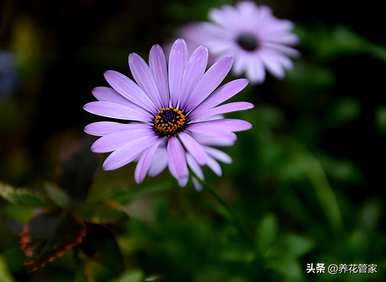 紫雏菊的花语和象征意义，紫雏菊的花语和寓意