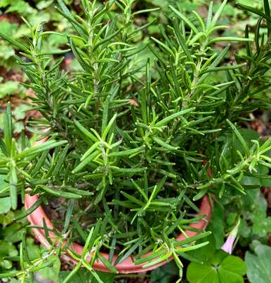 盆栽迷迭香种植方法、盆栽迷迭香种植方法和技巧