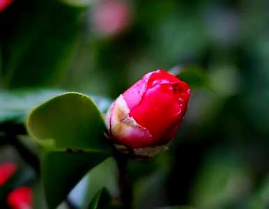 四季茶花夏季系列品种，四季茶花哪个品种好养？