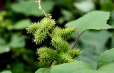 植物传播种子的方法有哪些，二年级植物传播种子的方法有哪些？