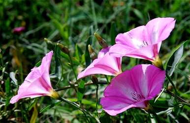 牵牛花的花语是什么，牵牛花的花语和寓意是什么？