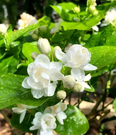 茉莉花怎么养，茉莉花怎么养