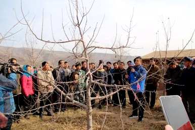 如何修剪苹果树，如何将苹果树修剪成盆景