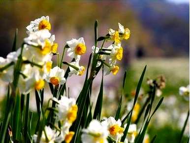 什么时候开水仙花，什么时候开水仙花？