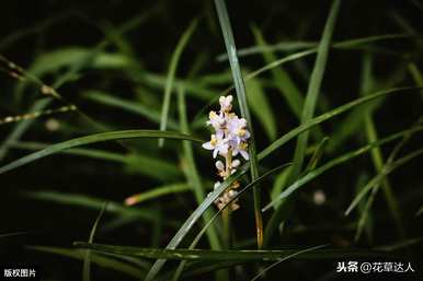 绞股蓝的药用作用，纹瓣兰多年来开花结果