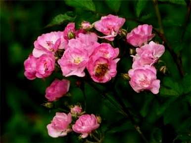 月季花栽培神器，月季花怎么栽培？