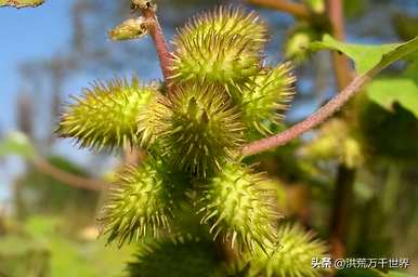 植物的传播途径是什么，植物的传播途径是什么？