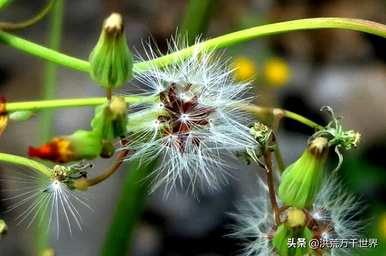 植物的传播途径是什么，植物的传播途径是什么？