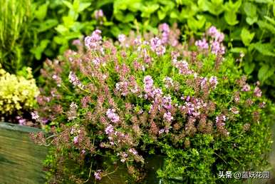 什么样的花适合庭院种植，什么样的低矮花适合路边种植？