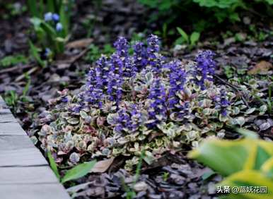 什么样的花适合庭院种植，什么样的低矮花适合路边种植？